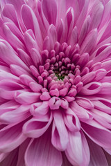 Close up of purple, lilac chrysanthemum