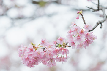 Pink cherry blossom(Cherry blossom, Japanese flowering cherry) on the Sakura tree. Sakura flowers are representative of Japanese flowers. The main part of the winter pass. I love everyone.