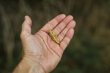 agriculture grain cereal