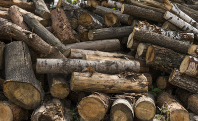 A pile of logs lie on a forest platform, a sawmill. Processing of timber at the sawmill.