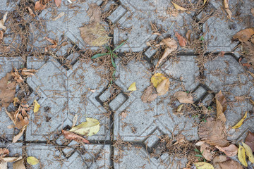 Yellow leaves on the sidewalk of city park.