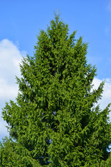 green, tree, plant, nature, fern, branch, leaf, forest, fir, pine, evergreen, texture, summer, bush, leaves, christmas, garden, backgrounds, fresh, natural, spruce, coniferous, woods, needle, foliage