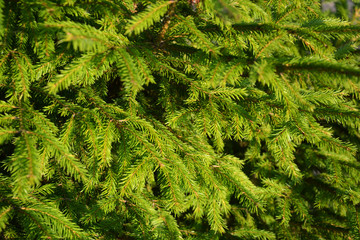 green, tree, plant, nature, fern, branch, leaf, forest, fir, pine, evergreen, texture, summer, bush, leaves, christmas, garden, backgrounds, fresh, natural, spruce, coniferous, woods, needle, foliage