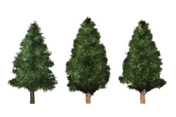 green tree isolated on white background