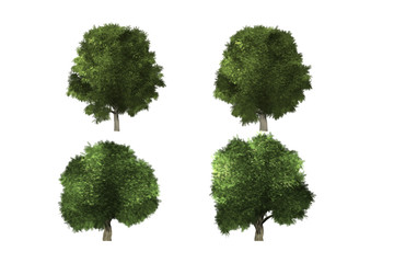 green tree isolated on white background