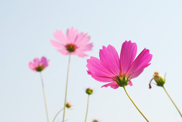 pink flowers cosmos sky background