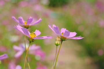 Fototapeta premium pink flower cosmos in the garden