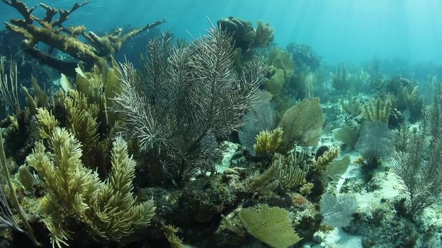 Healthy Coral Reef in Caribbean Sea