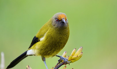 Bellbird in the wild, New Zealand