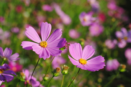 cosmos flowers pink color background wallpaper nature