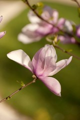 Close-up Of Cherry Blossom