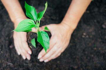 Two hands were holding seedling to be planted.