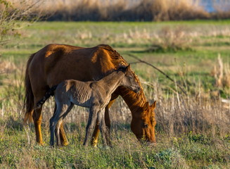 The foal with his mother. Horses graze in a meadow. On the river bank.
