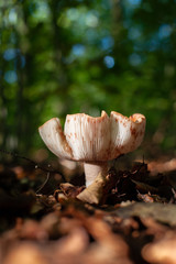 Fungus in the forest with autumn light in a lovly scene with blurred background