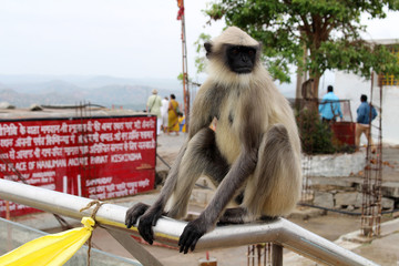 The monkeys around Hanuman (yes, the monkey god) Temple at Anjana Hill