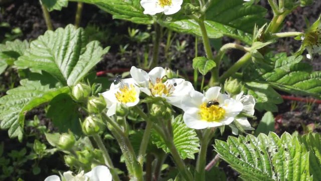 Flowers On The Bush Of Strawberries