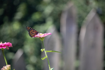 butterfly on flower