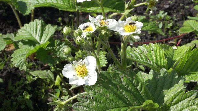 Flowers On The Bush Of Strawberries