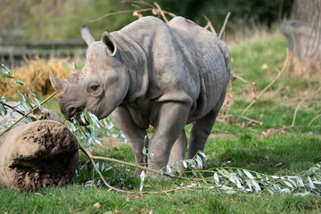 Obraz premium Baby Rhino