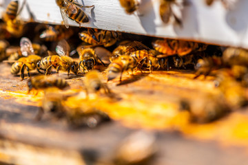 Macro Honey Beehive