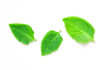 mint leaves on a white background