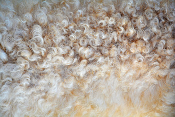 texture, white, rice, wool, food, pattern, carpet, sheep, closeup, fur, textured, macro, close-up, soft, natural, grain, abstract, healthy, fabric, raw, material, textile, rug, nobody, beige