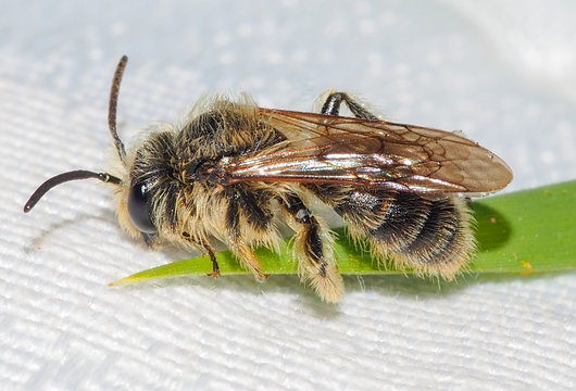 Mining Bee (Andrena Sp.)