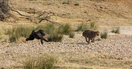 Baboon chasing a cheetah