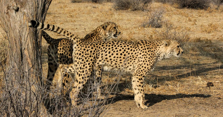 Two cheetas in the savanah