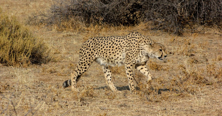 Hunting cheetah