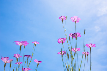 青空に浮かぶ花たち