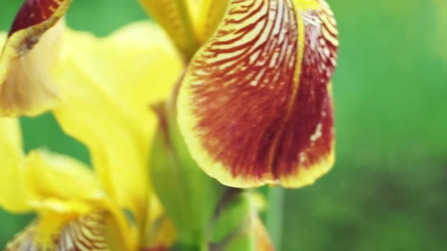 Iris flowers of double yellow and red colours in summer garden