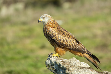 Red Kite Milvus milvus