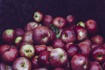 harvest fresh bio apple