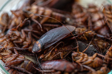 Close-up cockroach for study finding parasites in laboratory.