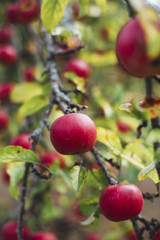 harvest fresh bio apple