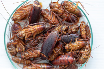 Close-up cockroach for study finding parasites in laboratory.