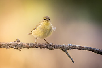 Phylloscopus trochilus willow warbler