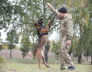 Big trained german shepherd dog jumps up by the trainer command
