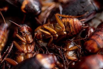 Close-up cockroach for study finding parasites in laboratory.