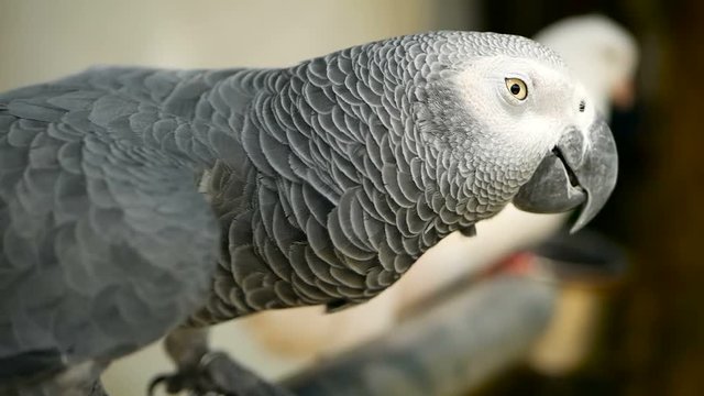 Red-tailed monogamous African Congo Grey Parrot, Psittacus erithacus. Companion Jaco is popular avian pet native to equatorial region. Exotic bird in tropical forest.