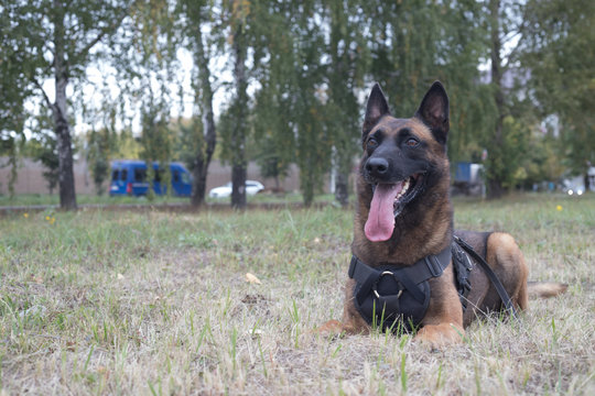 Big trained german shepherd dog sitting on a field. Close up shot