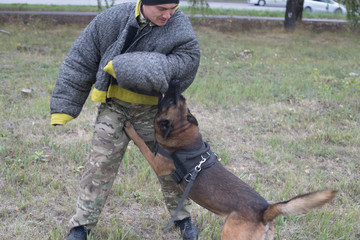 Training sheepdog on attacking. The dog bites the trainer in a protective suit