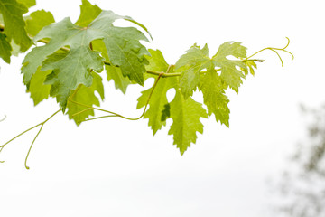  young leaves of grapes