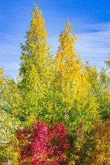 Fototapeta premium Yellow, green, red leaves on trees in autumn, natural landscape,