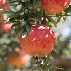 Ripe Colorful Pomegranate Fruit on Tree Branch.  Red pomegranate