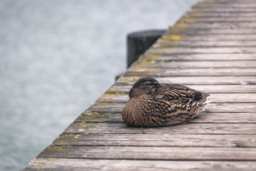 Braune Ente schläft auf Holz Steg am See Chiemsee Tier See Landschaft