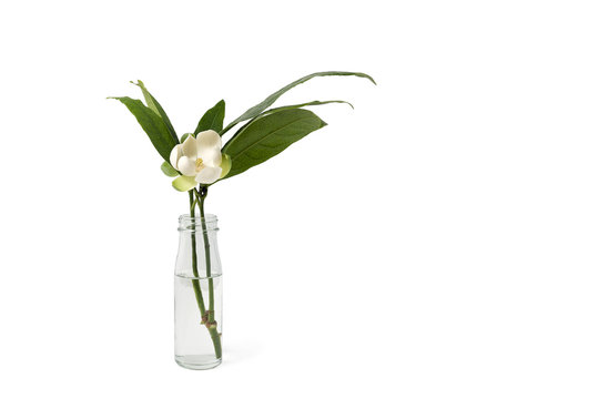 Fototapeta White magnolia flower and green leaf in in a glass vase on isolated background with clipping path.