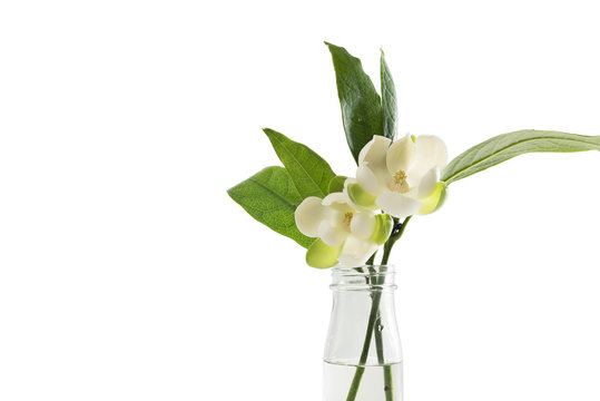 Fototapeta White magnolia flower and green leaf in in a glass vase on isolated background with clipping path.
