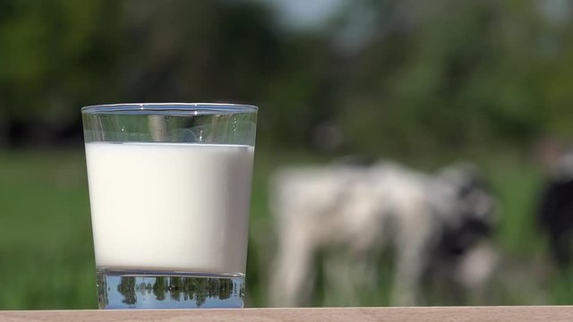 milk glass standing in front of cows on the field